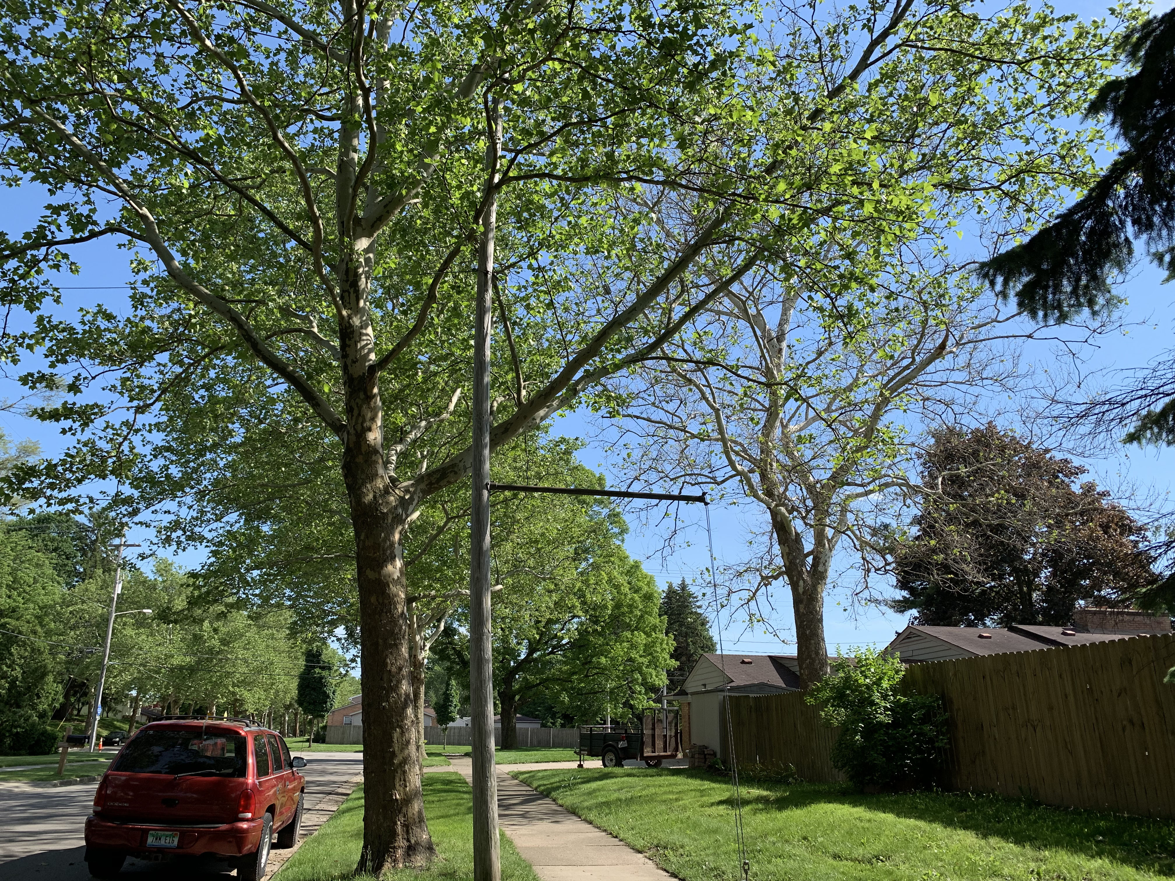 London planetree in the foreground and poorly leafed out sycamore